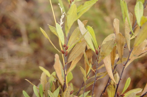 Myrica gale observed 2026-10-27