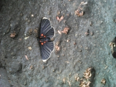 Melanis acroleuca acroleuca