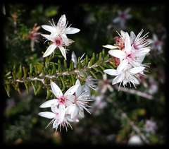 Calytrix alpestris