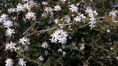 Calytrix alpestris