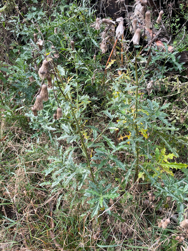 Cirsium arvense observed 2026-10-27