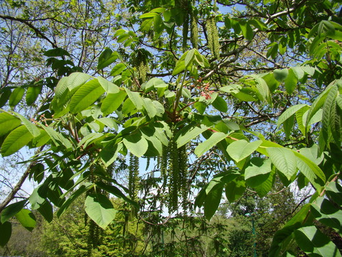 Japanese walnut