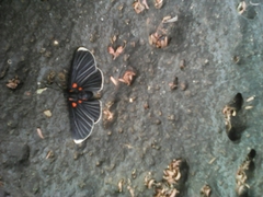 Melanis acroleuca acroleuca