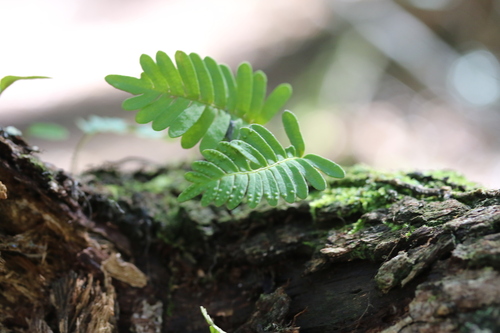 Pleopeltis polypodioides observed 2026-10-27
