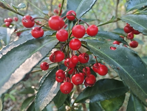 Ardisia crenata observed 2026-10-27