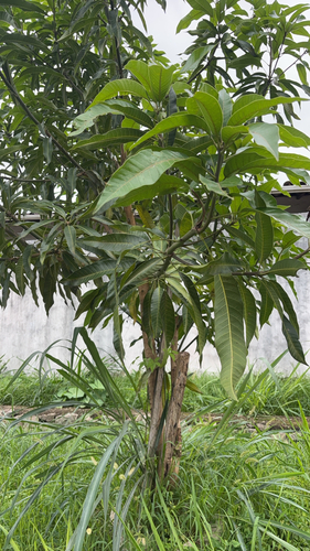 Mangifera indica observed 2026-10-27