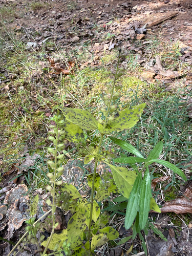 Mosla scabra observed 2026-10-26