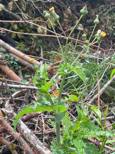 Sonchus oleraceus observed 2026-10-27