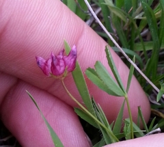 Trifolium depauperatum