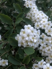 Spiraea × vanhouttei