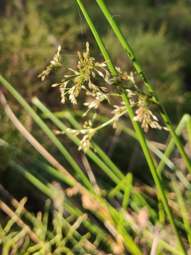 Juncus effusus observed 2026-10-27