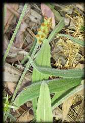 Plantago varia