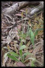 Plantago varia