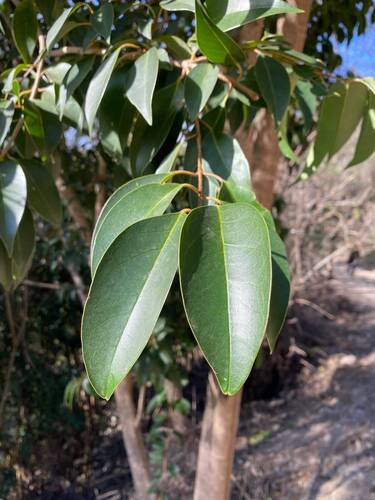 Ligustrum lucidum observed 2026-10-27