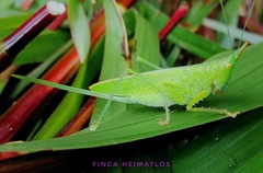 Copiphora longicauda