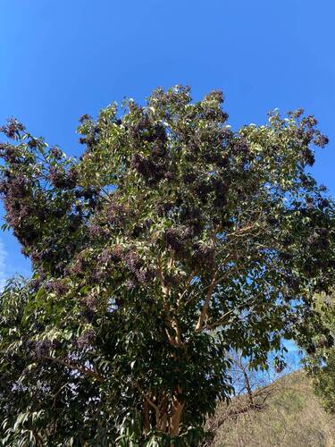 Ligustrum lucidum observed 2026-10-27