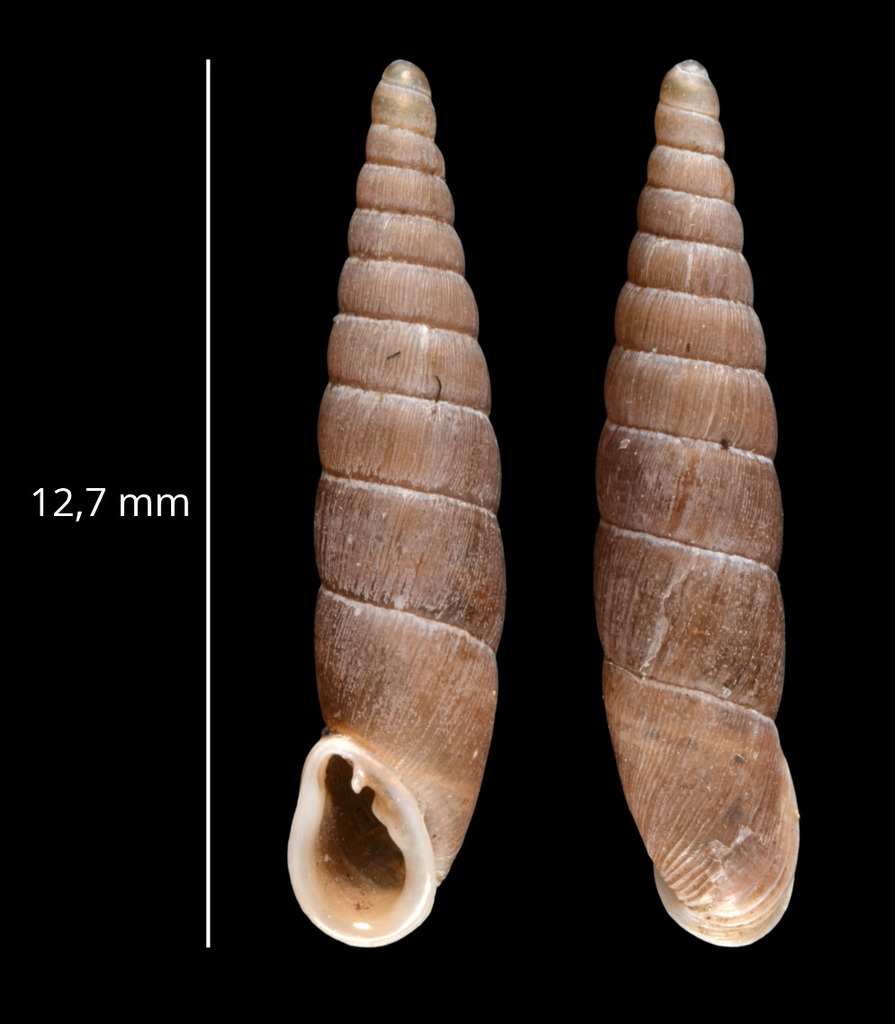 Dilataria succineata