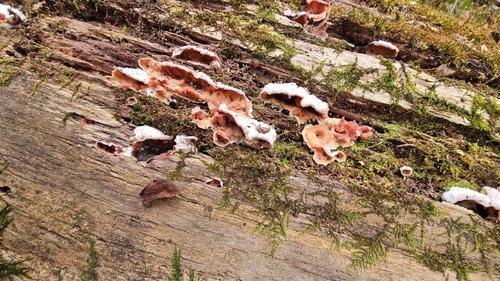 Phlebia tremellosa observed 2026-10-27