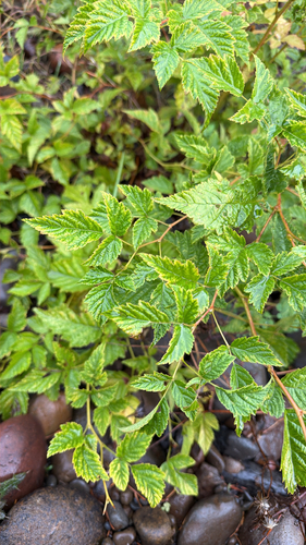 Rubus observed 2026-10-27
