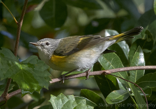 Setophaga ruticilla, 2026-10-26