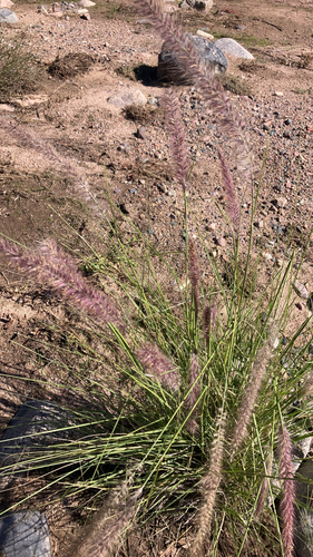 Pennisetum observed 2026-10-27
