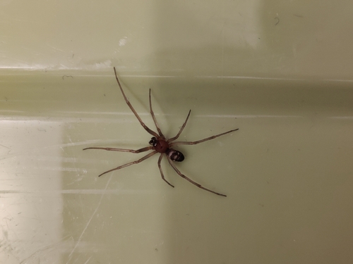 Steatoda grossa, 2026-10-27