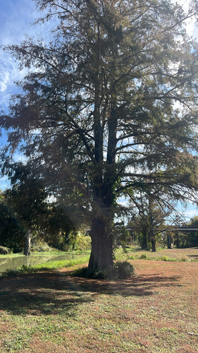 Taxodium distichum observed 2026-10-27