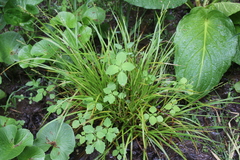 Carex laevivaginata