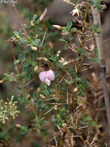 Ononis spinosa observed 2026-10-19
