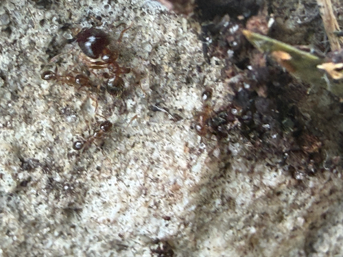 Pheidole megacephala observed 2026-10-27
