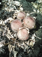 Mammillaria beneckei