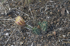 Echinocereus papillosus