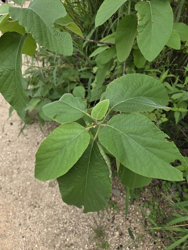 Cordia observed 2026-10-27
