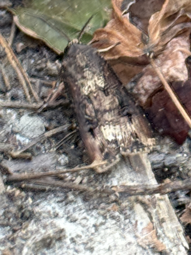 Agrotis ipsilon observed 2026-10-27