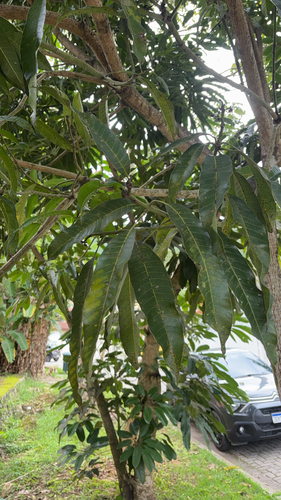 Mangifera indica observed 2026-10-27