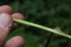 Carex laevivaginata