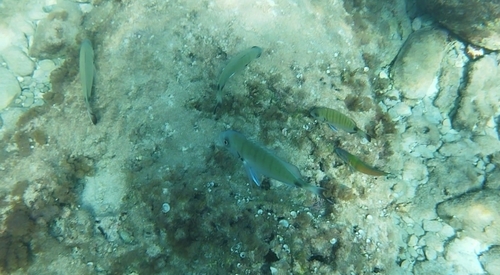 Diplodus observed 2026-10-27