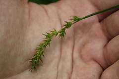 Carex laevivaginata