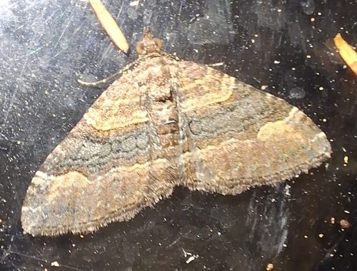 Hydriomena, 2026-10-28