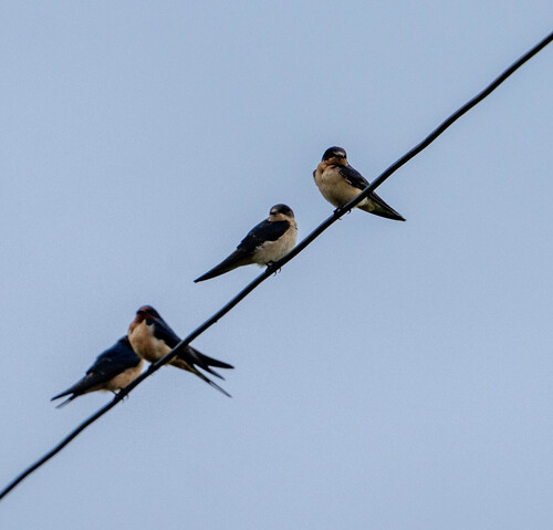 Hirundo rustica observed 2026-10-27