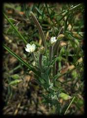 Epilobium hirtigerum
