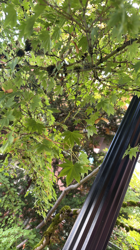 Acer observed 2026-10-27