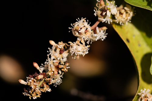 Smilax observed 2026-10-27