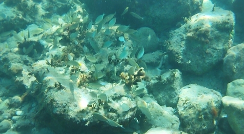 Sarpa salpa observed 2026-10-27