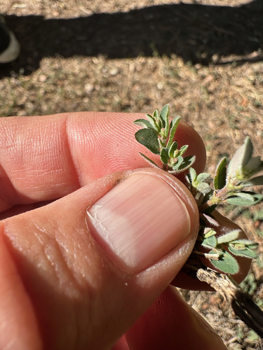 Euphorbia prostrata observed 2026-10-26