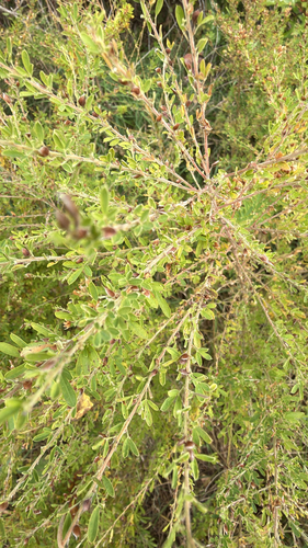 Lespedeza cuneata observed 2026-10-27