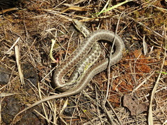 Thamnophis sirtalis