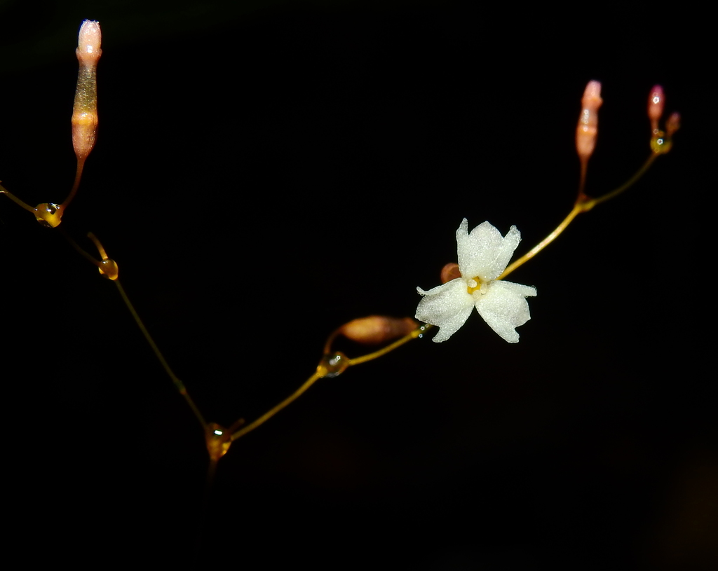 Gymnosiphon divaricatus