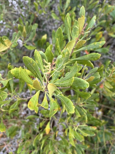 Myrica observed 2026-10-27