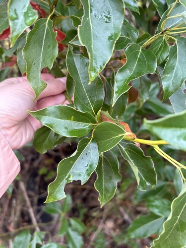 Cinnamomum observed 2026-10-27